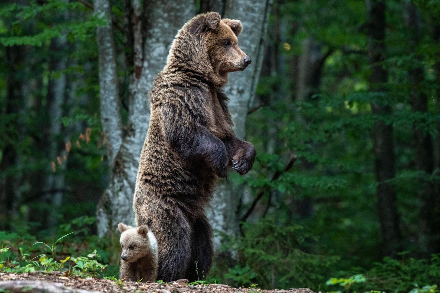 Mutterbär steht im Wald auf den Hinterbeinenmit ihrem Jungen