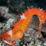 Schwangeres Seepferdchen in der Farbe Orange mit Bauch