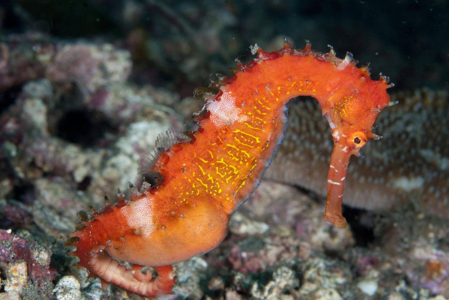 Schwangeres Seepferdchen in der Farbe Orange mit Bauch Schwangeres Seepferdchen in der Farbe Orange mit Bauch