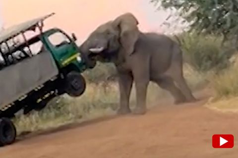 Viral-Video: Elefant hebt Safari-Bus mit seinen Stoßzähnen in die Luft
