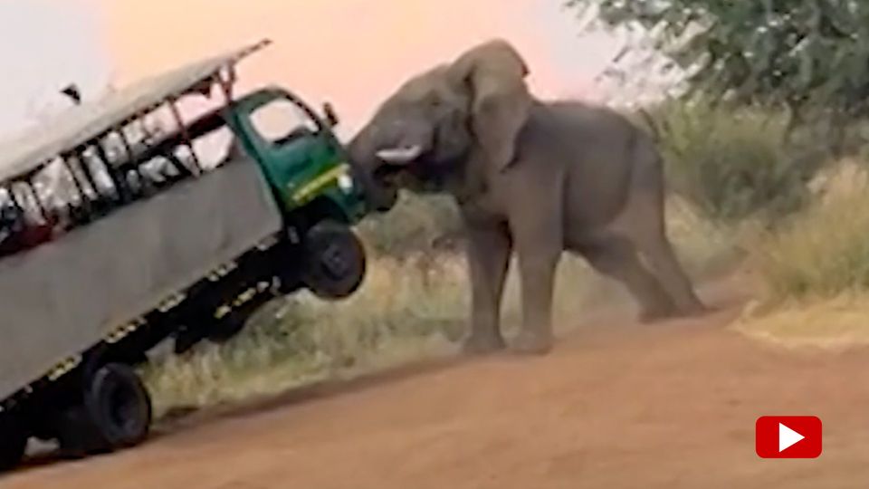 Viral-Video: Elefant hebt Safari-Bus mit seinen Stoßzähnen in die Luft Viral-Video: Elefant hebt Safari-Bus mit seinen Stoßzähnen in die Luft