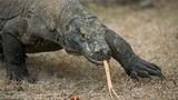 Männlicher Komodowaren schaut gefährlich in die Kamera