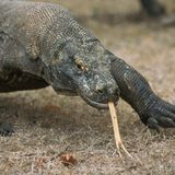 Männlicher Komodowaren schaut gefährlich in die Kamera