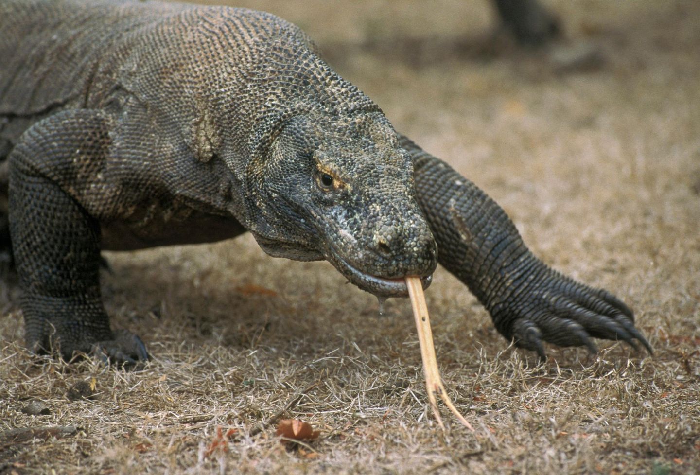 Männlicher Komodowaren schaut gefährlich in die Kamera