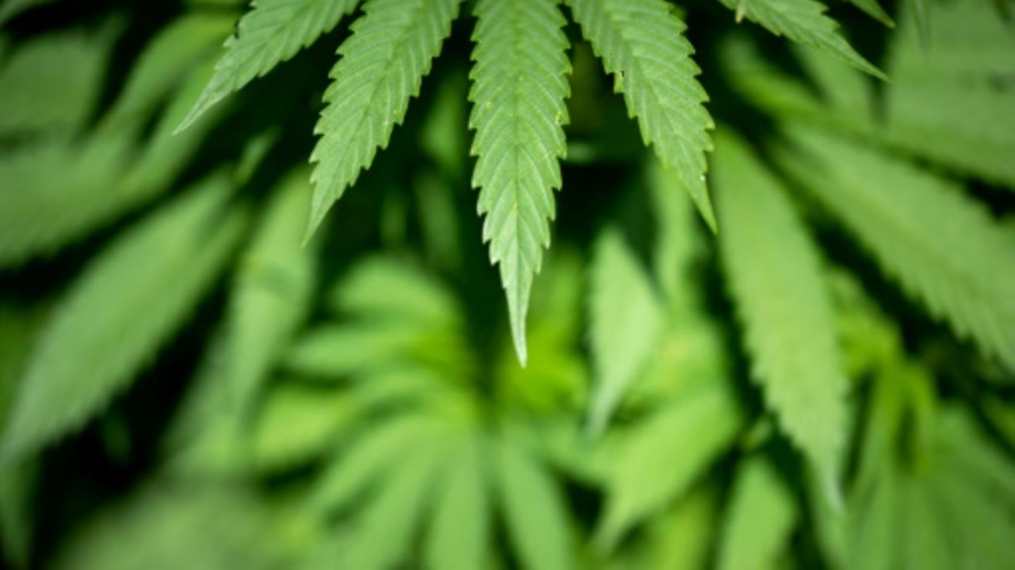 Lindner verteidigt Cannabis-Gesetz als 
