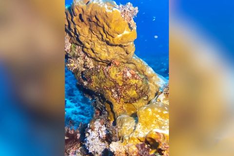 Gut getarnt: Entdecken Sie den Fisch im Bild?