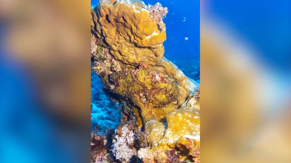 Gut getarnt: Entdecken Sie den Fisch im Bild?