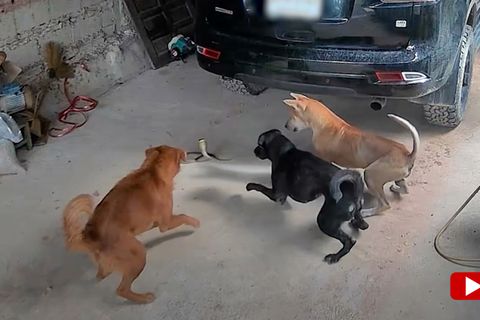 Kobra weckt schlafenden Hund – zwei weitere Hunde eilen zur Hilfe