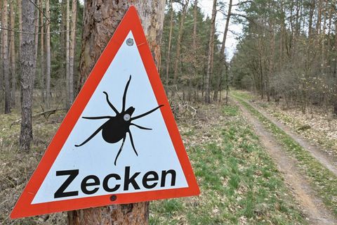 Experten erwarten dieses Jahr ein besonders hohes Risiko durch Zecken an Borreliose sowie Frühsommer-Meningoenzephalitis zu erkranken. Die Hyalomma-Zecke kann im Gegensatz zu den heimischen Arten sehen und potentiellen Wirten hinterherjagen.
