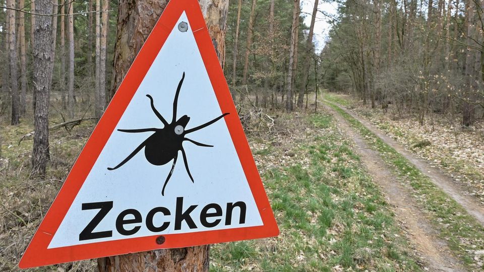 Experten erwarten dieses Jahr ein besonders hohes Risiko durch Zecken an Borreliose sowie Frühsommer-Meningoenzephalitis zu erkranken. Die Hyalomma-Zecke kann im Gegensatz zu den heimischen Arten sehen und potentiellen Wirten hinterherjagen.