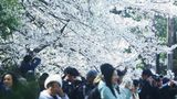 Kirschblütenbäume in China werden von Touristen fotografiert