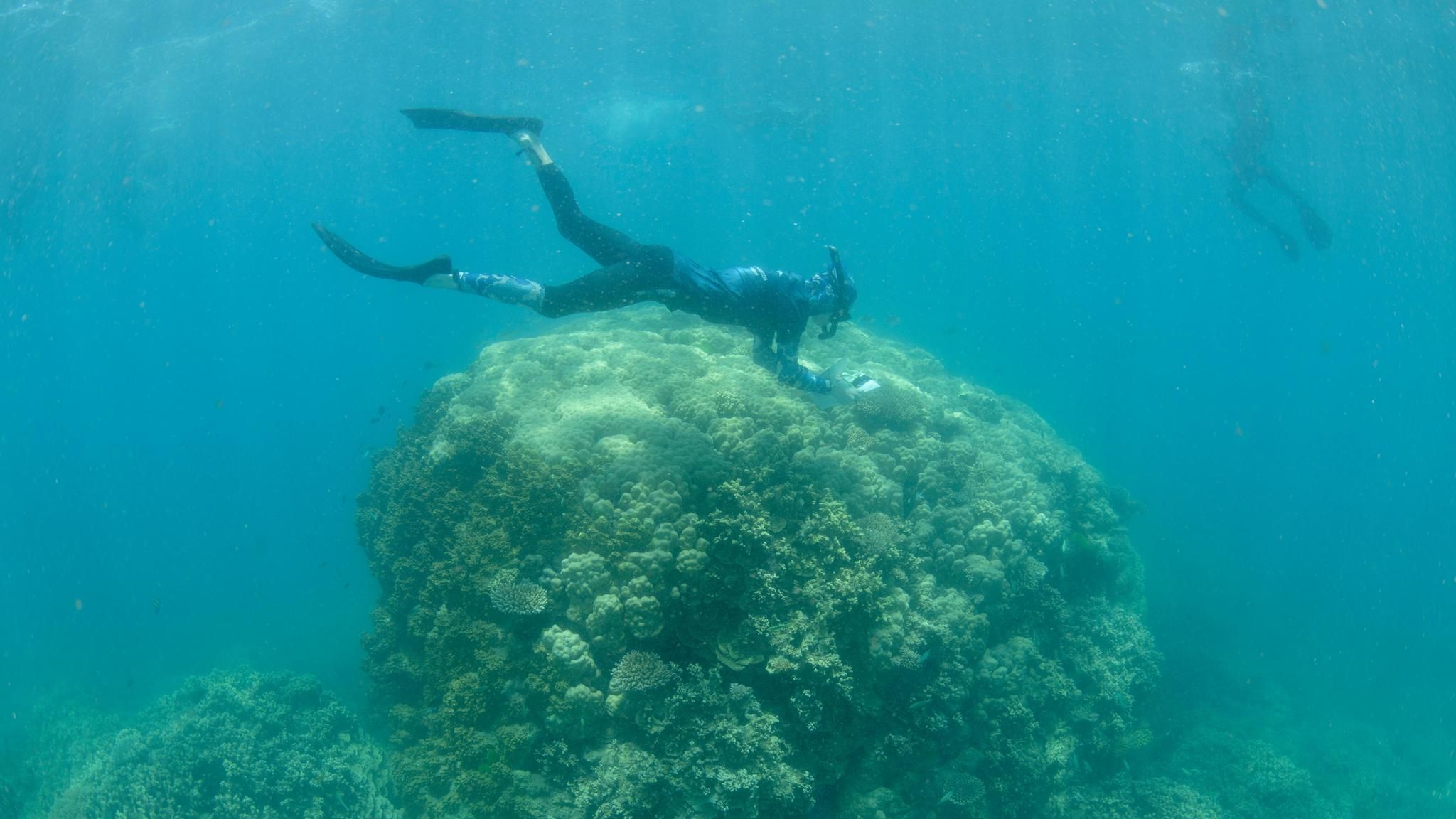 Oceans2Earth-Freiwillige schnorcheln in den flachen Riffen von Fitzroy Island