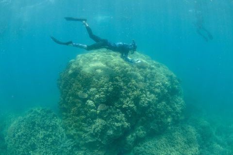 Oceans2Earth-Freiwillige schnorcheln in den flachen Riffen von Fitzroy Island