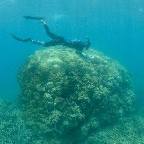 Oceans2Earth-Freiwillige schnorcheln in den flachen Riffen von Fitzroy Island