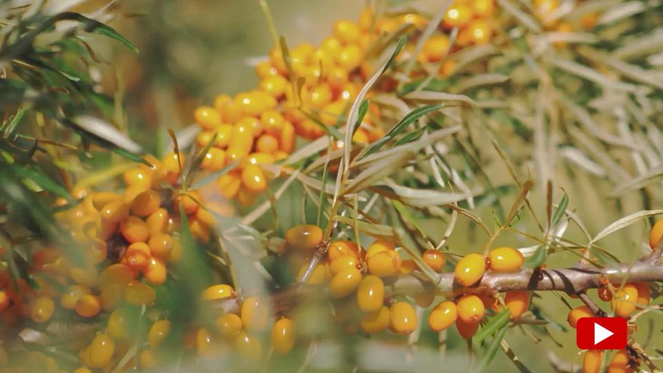 Die kleine Frucht wird als der neue Star unter den Superfoods gehandelt und sorgt in den USA aktuell für einen regelrechten Hype. Denn Sanddorn kann im Kampf gegen etliche Laster behilflich sein.