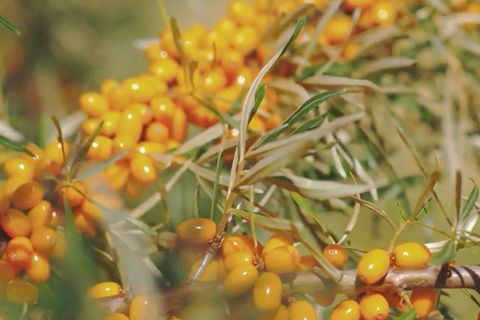 Die kleine Frucht wird als der neue Star unter den Superfoods gehandelt und sorgt in den USA aktuell für einen regelrechten Hype. Denn Sanddorn kann im Kampf gegen etliche Laster behilflich sein.