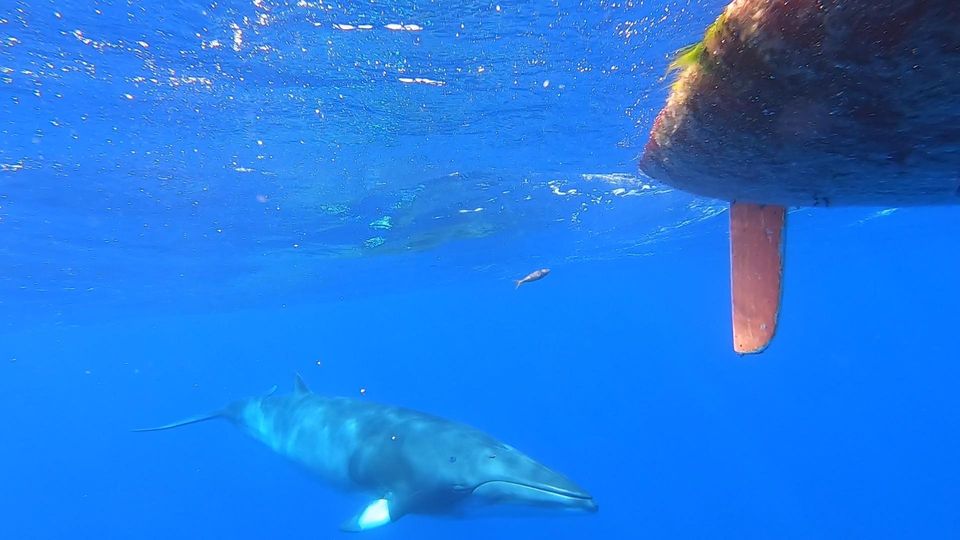 Träume erfüllen: Wale, Delfine und Schildkröten begleiteten Julen Sánchez bei seiner Reise über den Atlantik Wale, Delfine und Schildkröten begleiteten Julen Sánchez bei seiner Reise über den Atlantik