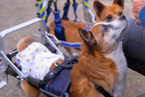Diese Hunde haben kein einfaches Schicksal. Doch auf dem Gnadenhof der Medizinerin Uscha Peters in der Lüneburger Heide bekommen sie die Chance auf ein erfülltes Restleben.     