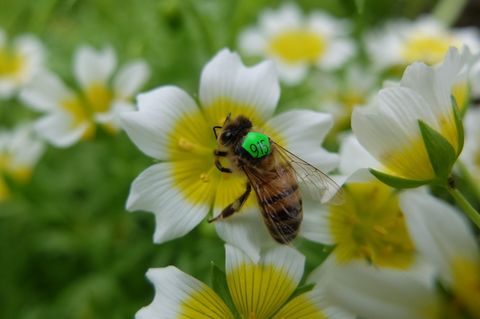 Biene mit Nummernschild auf dem Rücken sitzt auf einer weiß-gelben Blüte