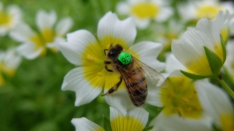 Biene mit Nummernschild auf dem Rücken sitzt auf einer weiß-gelben Blüte