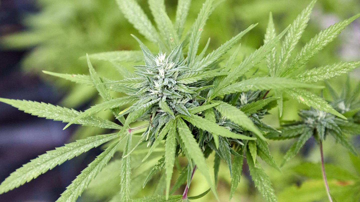 Eine Cannabispflanze