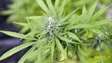 Eine Cannabispflanze