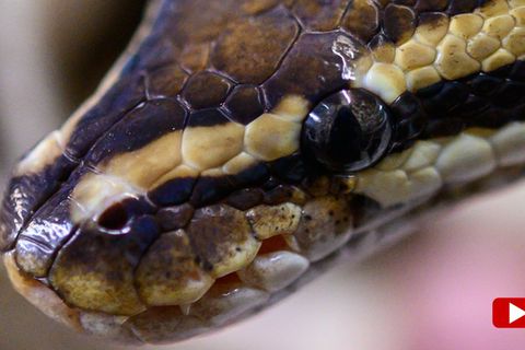 Zunächst fällt einer philippinischen Familie eine zerbrochene Fensterscheibe in ihrem Haus auf, dann entdecken sie einen etwa drei Meter langen und etwa zehn Kilogramm schweren Python in ihrem Schlafzimmer. Um das Tier zu entfernen, müssen Experten anrücken.