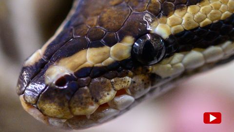 Zunächst fällt einer philippinischen Familie eine zerbrochene Fensterscheibe in ihrem Haus auf, dann entdecken sie einen etwa drei Meter langen und etwa zehn Kilogramm schweren Python in ihrem Schlafzimmer. Um das Tier zu entfernen, müssen Experten anrücken.
