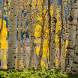 Zitterappeln in Utah