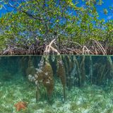 Mangrovenwald