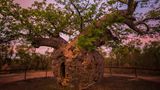 Baobab-Baum