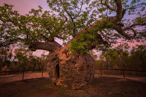 Baobab-Baum
