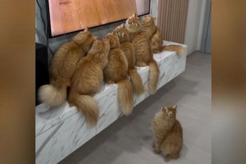 Katzenbesitzer aus Indonesien wissen genau, wie sie ihre Vierbeiner bei Laune halten können – mit dem richtigen Blockbuster.     