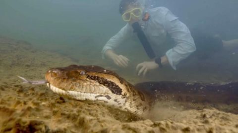 Ana Julia wurde die riesige Anakonda getauft, mit der der niederländische Biologe Freek Vonk in Brasilien tauchte. Das Video davon ging viral und machte die Schlange weltweit bekannt.