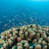 Riffbarsche über einem Korallenkopf