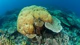 Acropora Koralle