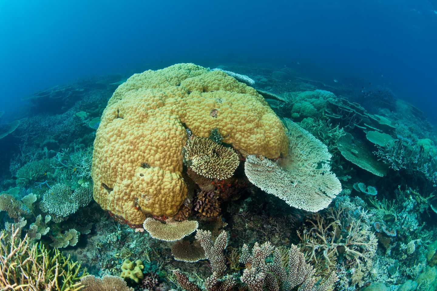 Acropora Koralle