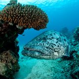 Ein Kartoffelbarsch schwimmt unter einer Koralle