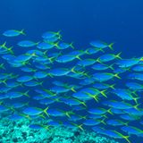 Ein Schwarm von blauen und gelben Füsilieren