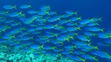 Ein Schwarm von blauen und gelben Füsilieren