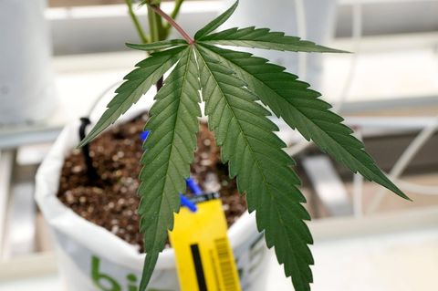 Cannabis Pflanze im Blumentopf
