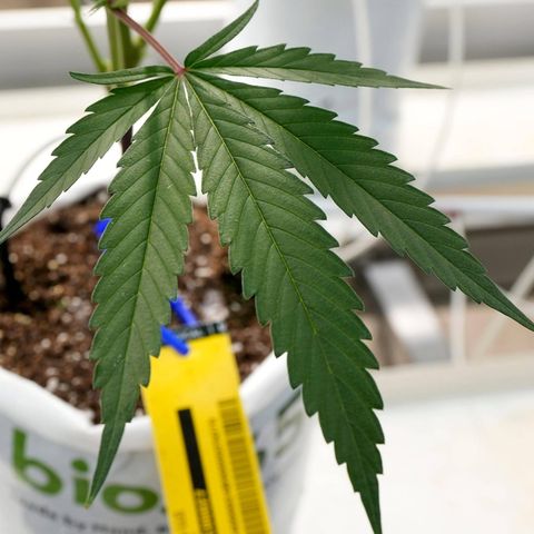 Cannabis Pflanze im Blumentopf