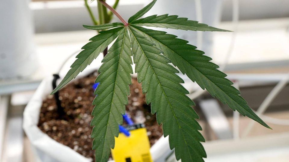 Cannabis Pflanze im Blumentopf