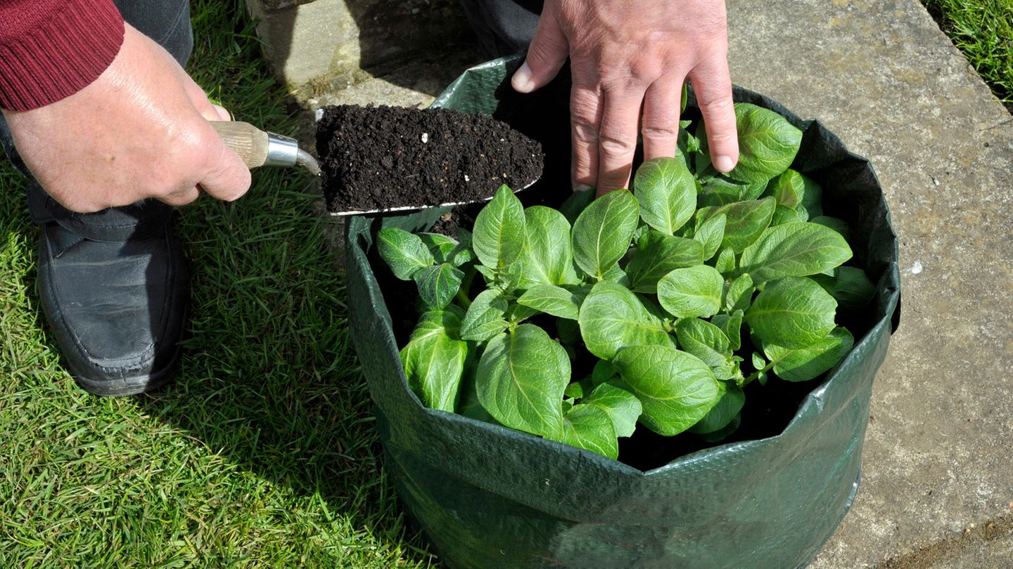 Anleitung: Kartoffeln im Pflanzsack anbauen: So gelingt die Aufzucht ohne Garten