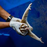 Ein Plumplori mit GPS Sender um den Hals wird von einem Mitarbeiter gehalten und zeigt dabei Zähne und weit ausgestreckte Arme