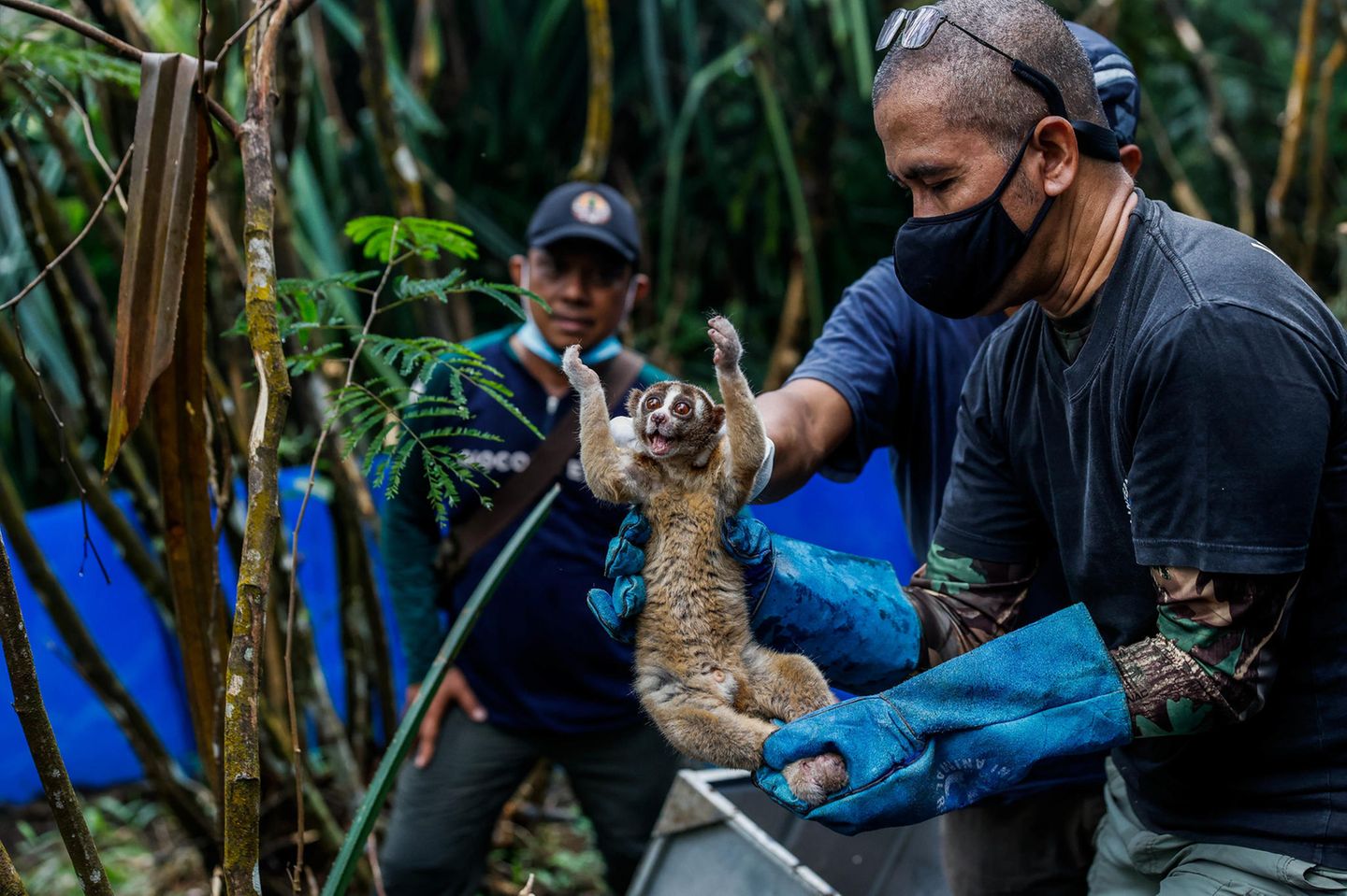 Tantyo Bangun und die übrigen Mitarbeiter der Schutzstation tragen beim Kontakt mit den Plumploris stets Mundschutz, um die Tiere vor Infektionen zu schützen   
