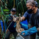 Tantyo Bangun und die übrigen Mitarbeiter der Schutzstation tragen beim Kontakt mit den Plumploris stets Mundschutz, um die Tiere vor Infektionen zu schützen   