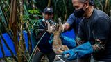 Tantyo Bangun und die übrigen Mitarbeiter der Schutzstation tragen beim Kontakt mit den Plumploris stets Mundschutz, um die Tiere vor Infektionen zu schützen   