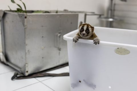Ein Plumplori schaut aus einer großen Plastikwanne im Rehabilitiationszentrum