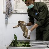 Ein Plumplori wird nach dem tierärztlichen Check zurück in die Box gebracht